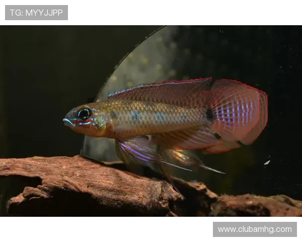 皇冠棋盘的材质与材料选择,分析不同材质对皇冠棋盘价值与美观的影响